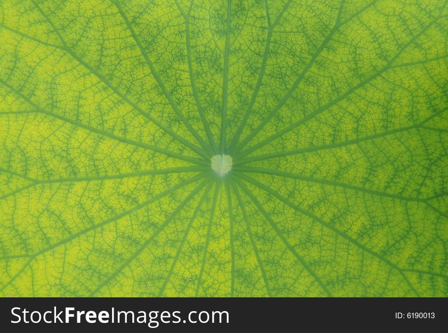 The lotus leave background with radiate venations.
