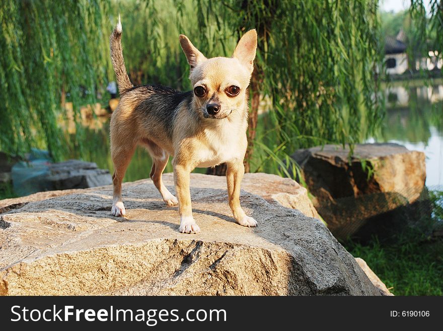 A lovely little Chihuahua dog standing on the garden stone by a lake,spirited and alert.