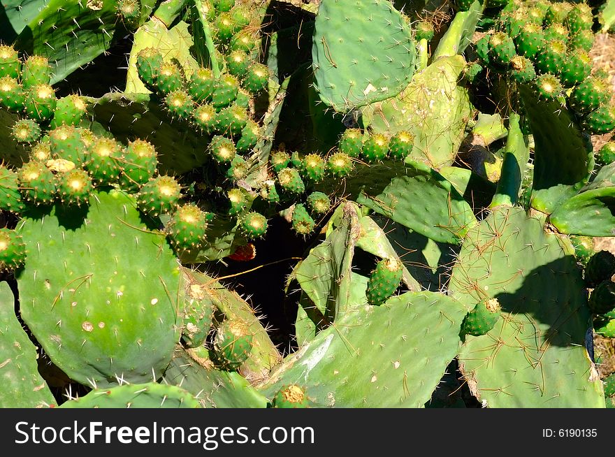 The image of the cactus. The image of the cactus