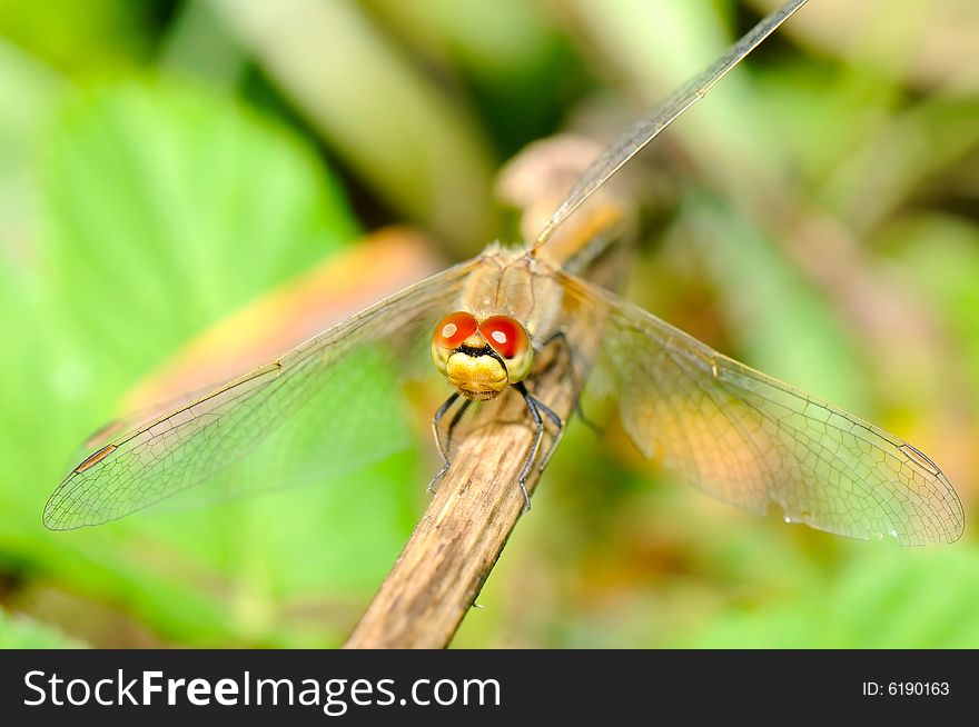 The close-up image of dragonfly. The close-up image of dragonfly