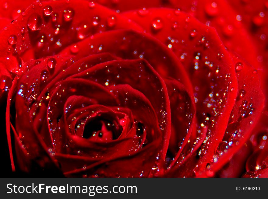 Red rose splashed with water drops