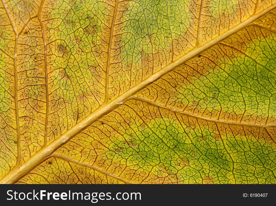 Close up of leaf texture as background. Close up of leaf texture as background.