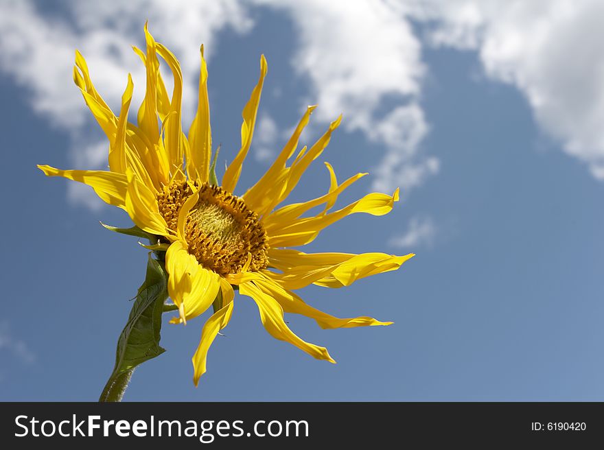 The Sunflower on a sky background