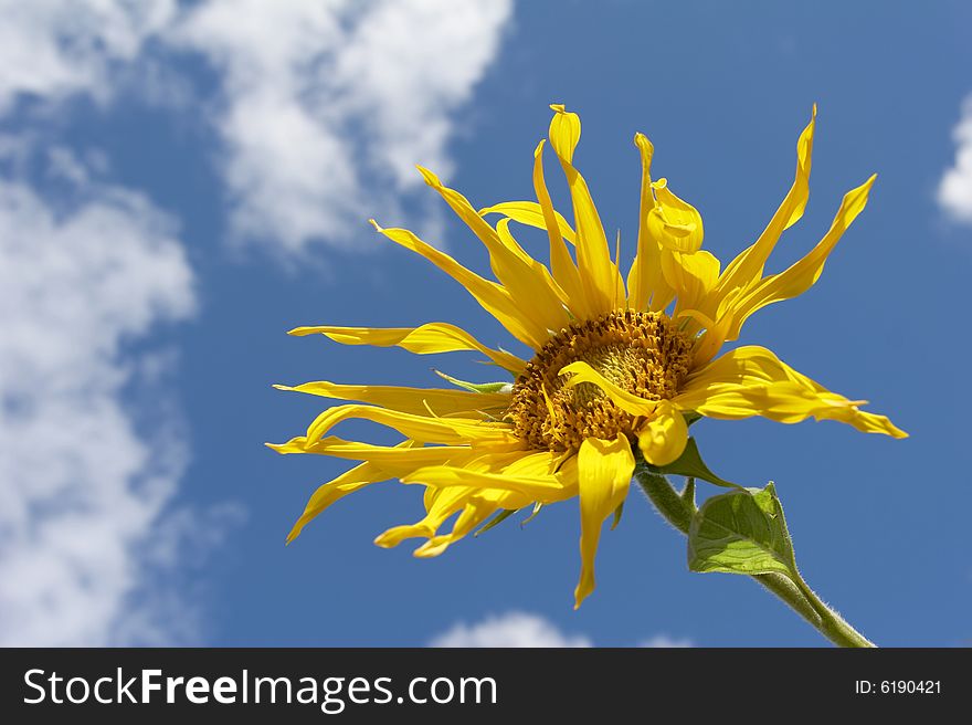 The Sunflower on a sky background