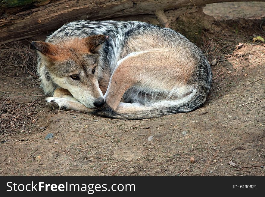 Mexican wolf laying on the ground yet alert