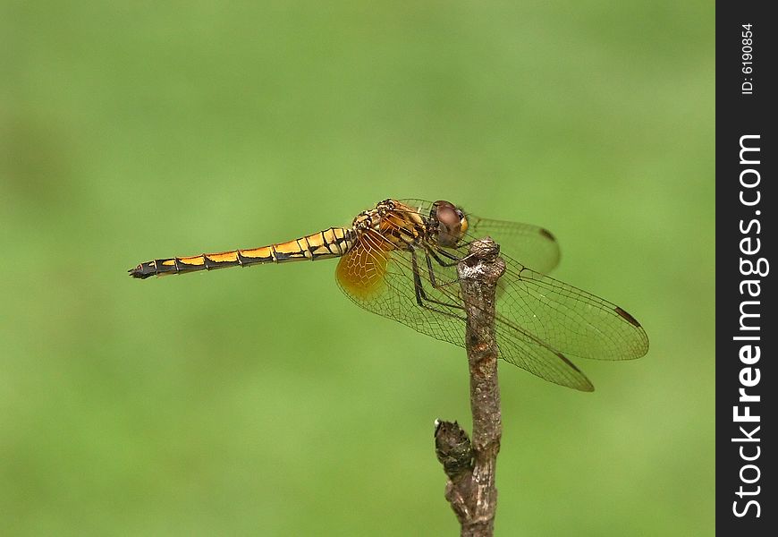 Dragon fly on green background