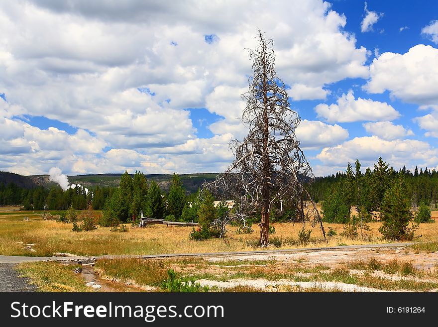 Upper Geyser Basin In Yellowstone