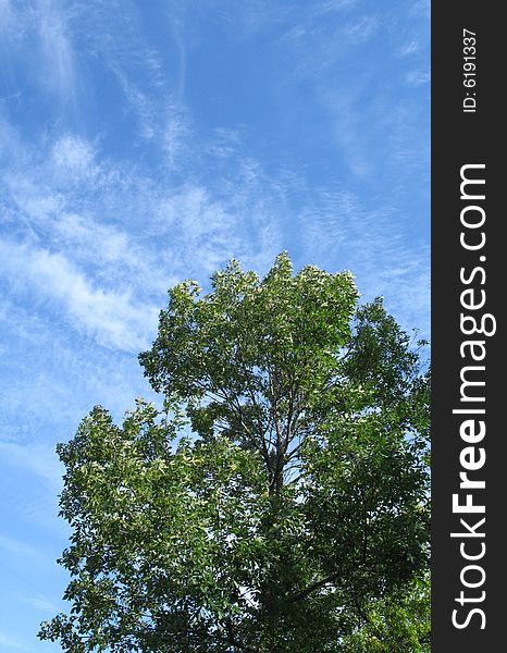 A green tree and blue sky
