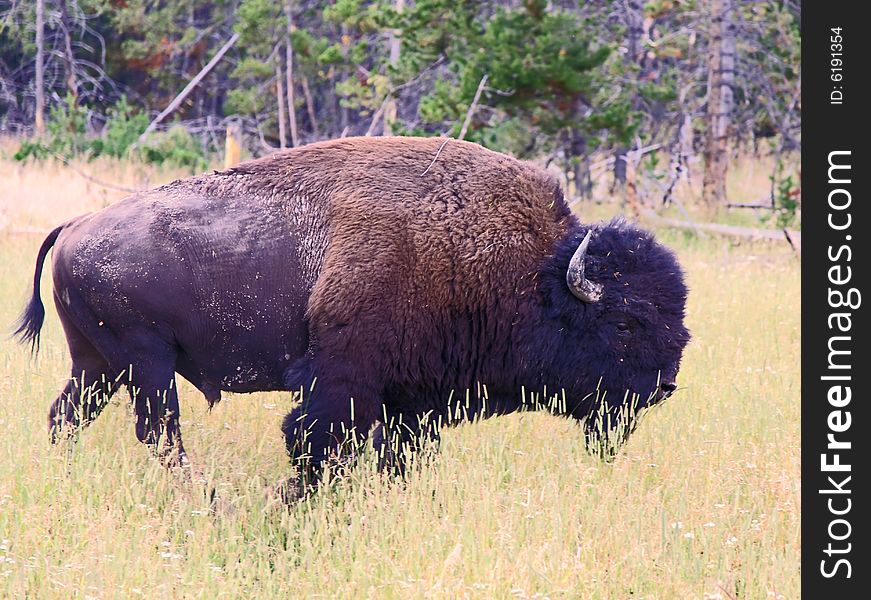 The bison in the Yellowstone