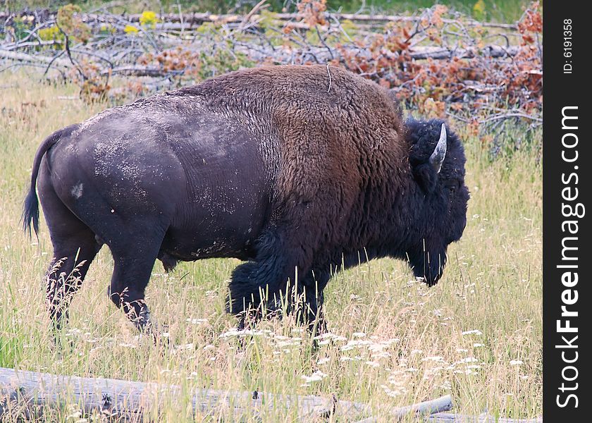 The bison in the Yellowstone National Park