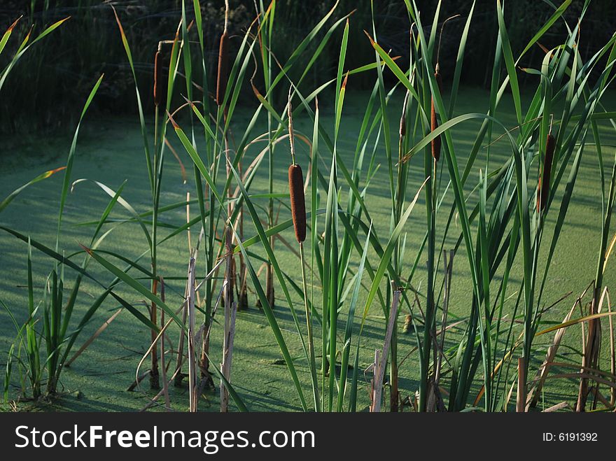 Cat tails growing in a swamp. Cat tails growing in a swamp