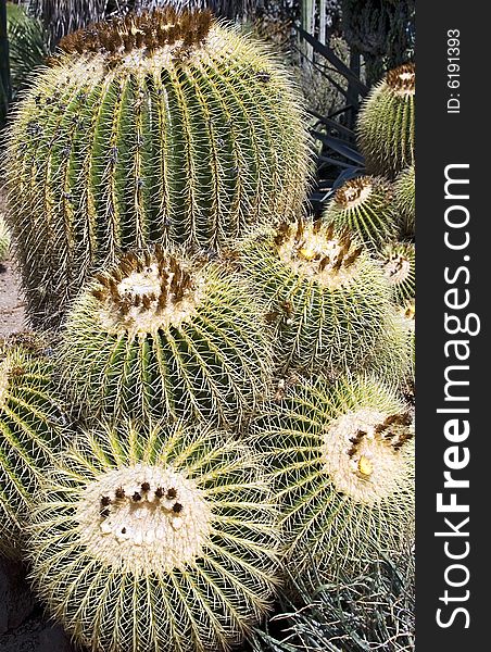 A group of cactus with lots of spikes.