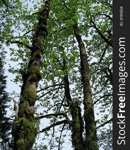 Mossy tall and skinny trees. Mossy tall and skinny trees