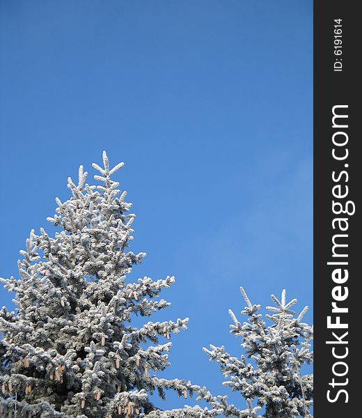 Frosted conifer against blue sky