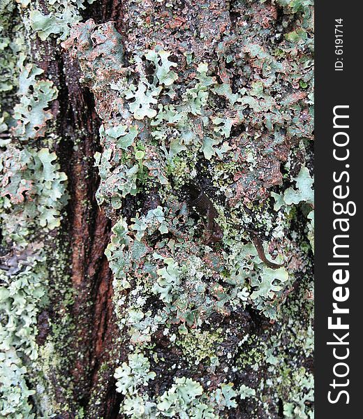 Green moss on a tree trunk