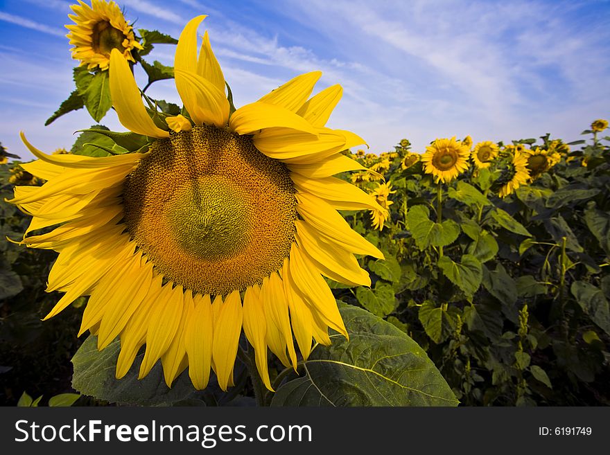 Single big sunflower of a big suflower field at sunny day. Single big sunflower of a big suflower field at sunny day