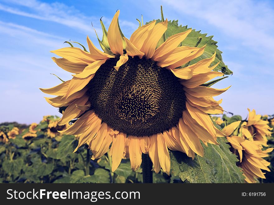 Single big sunflower of a big suflower field at sunny day