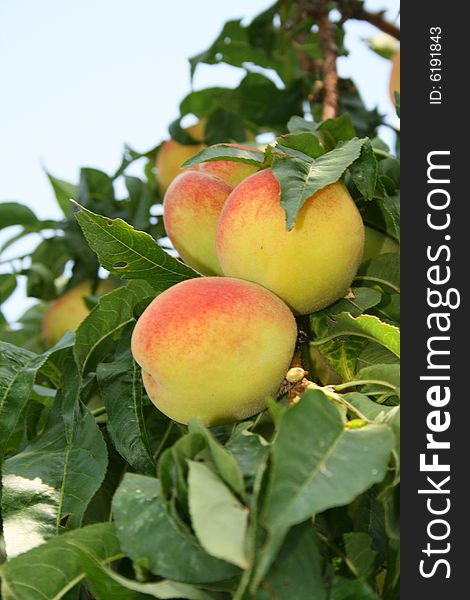 Peach On Tree