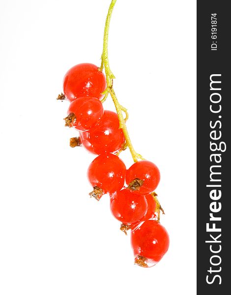 A bunch of berries of red currant - Ribes rubrum. A bunch of berries of red currant - Ribes rubrum