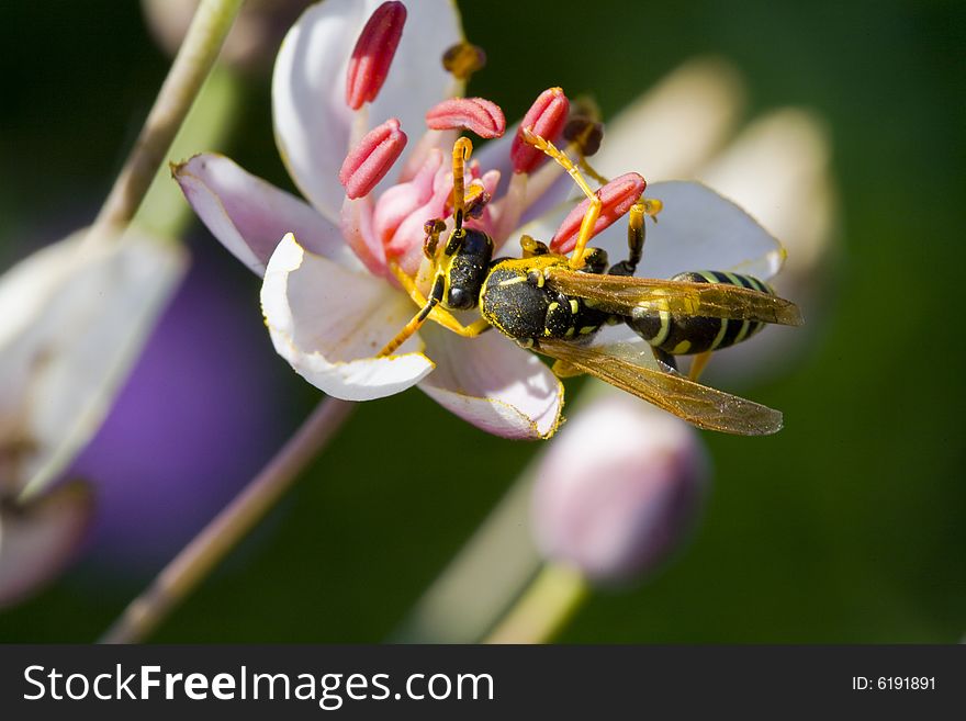 Wasp eating blossom dust of a flower