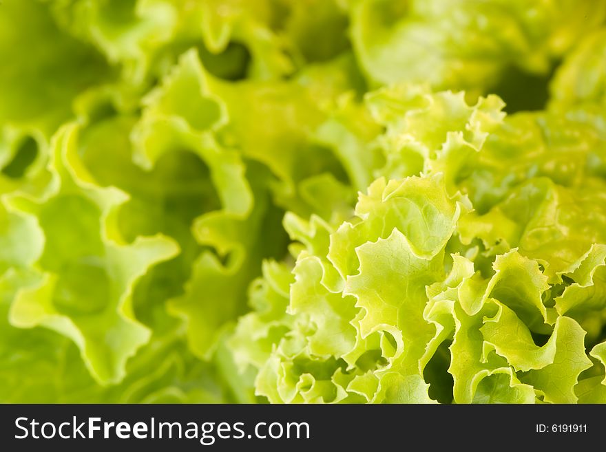 Fresh Green Closeup Salad