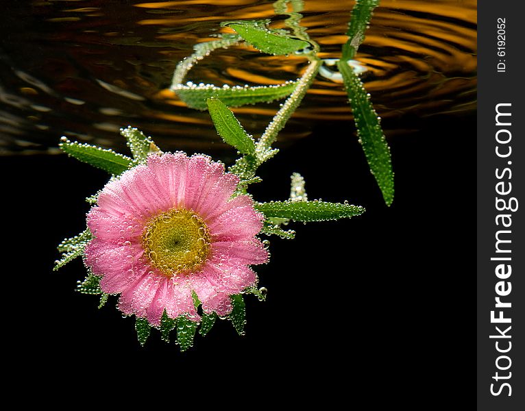 Pink aster flower underwater background