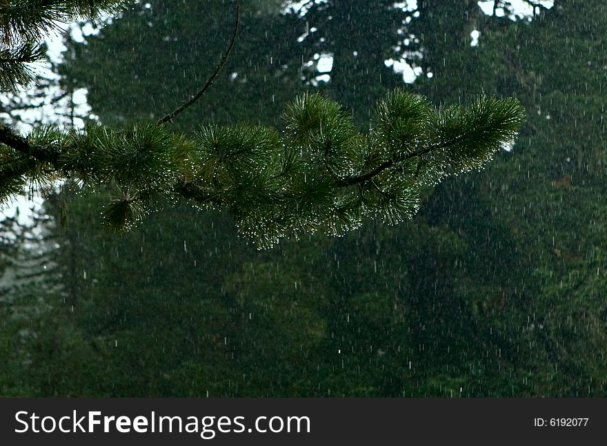 Rain drops on pine branch