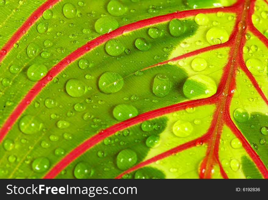 Green  background leaf  with rain drops