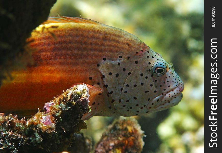 Macro of a blackside hawkfish in Red Sea