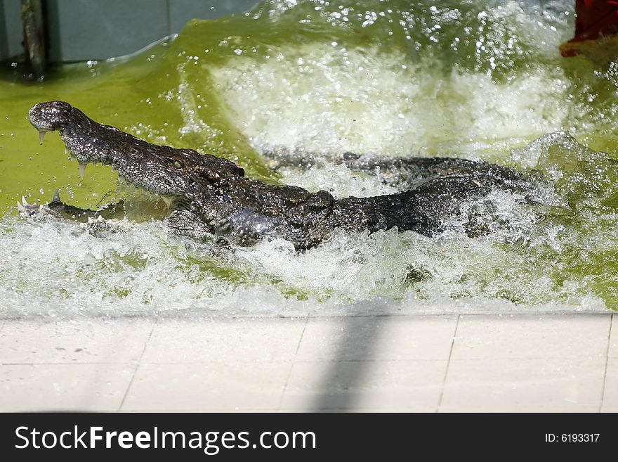 An angry crocodile in a park at Thailand. An angry crocodile in a park at Thailand