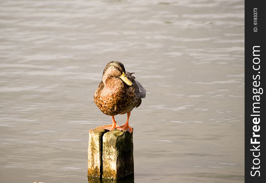 A female mallard duck on a wooden post. A female mallard duck on a wooden post