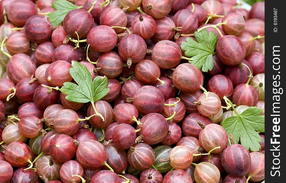 Ripe gooseberry, fresh harvest in the garden