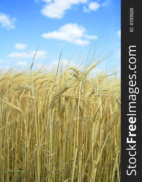 Wheat field, harvest of agriculture