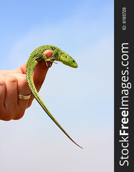 Green lizard against the blue sky