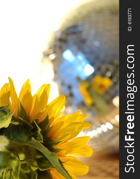 Yellow sunflower on the background disco sphere