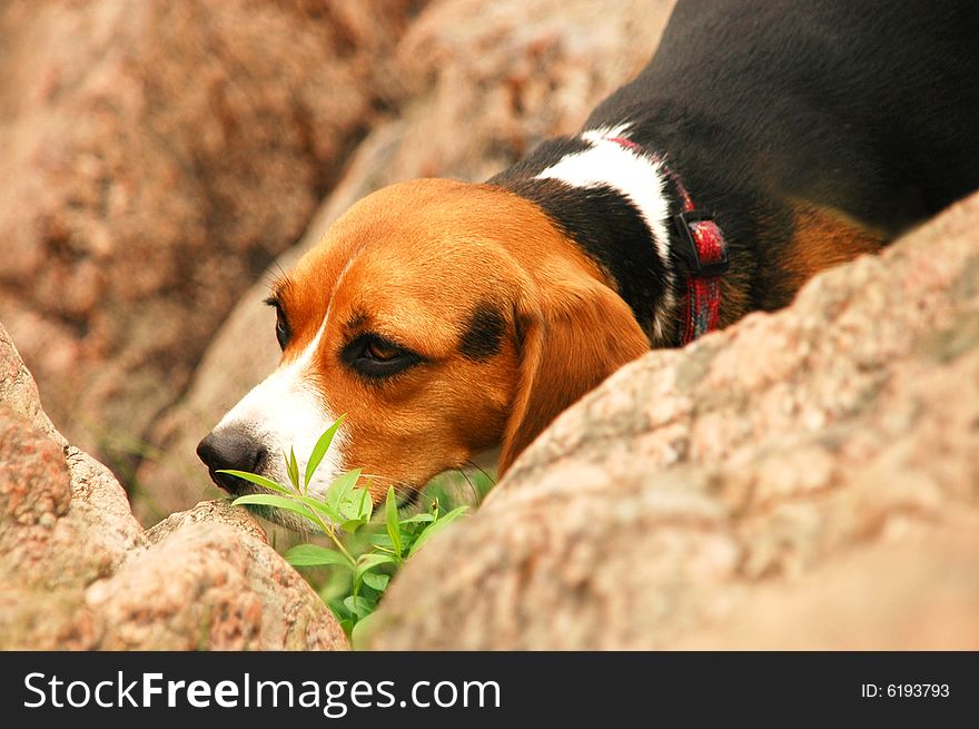 Hunting dog near the small stones