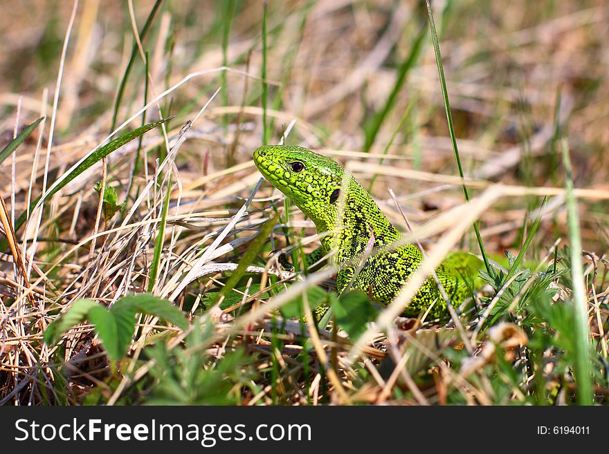 Lizard in a dwelling habitat