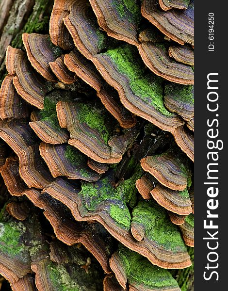 Large group of mushrooms on the trunk (Trichaptum biforme)