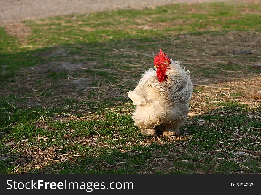 The rooster walks on a farm