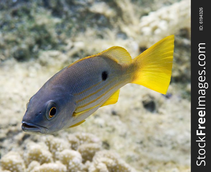 Close view of a Onespot Snapper