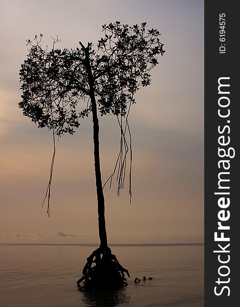 Mangrove tree at high tide, andaman islands India.