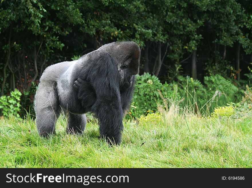 Photo with male gorilla made in national park. Photo with male gorilla made in national park