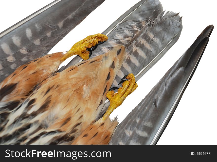 Isolated black kite tail ( bottom view)