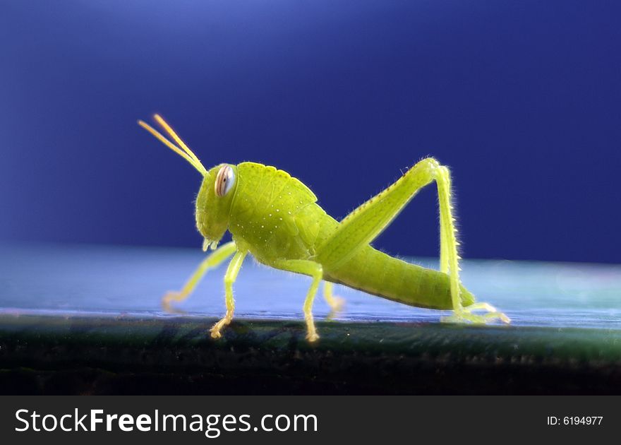 A green cricket on an iron bar