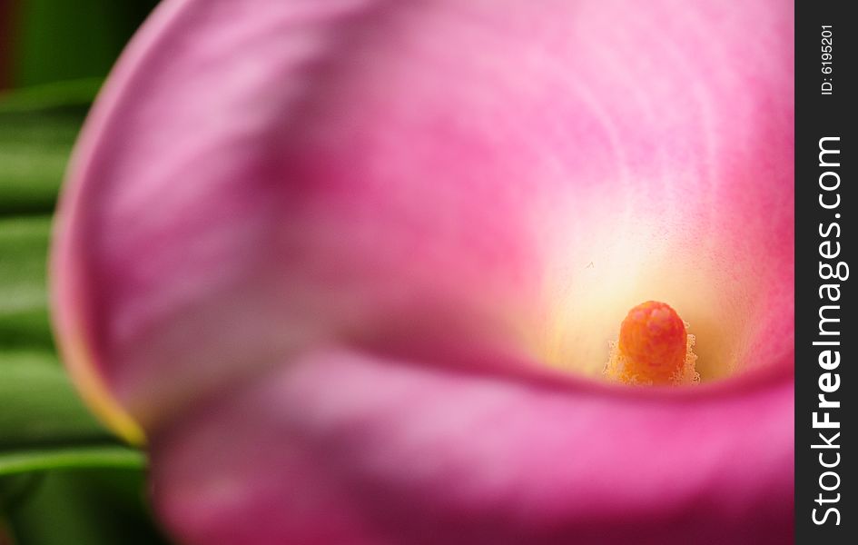 A close-up photograph of a pink calla lily with a creative depth-of-field blur. A close-up photograph of a pink calla lily with a creative depth-of-field blur.