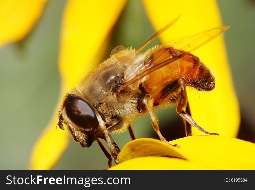 Hoverfly on the yellow flower