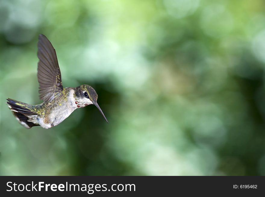 Hummingbird Fly-by
