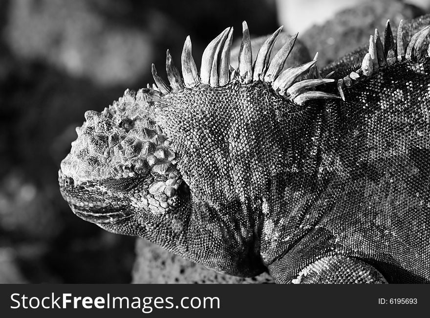 Iguana On The Rocks Black & White