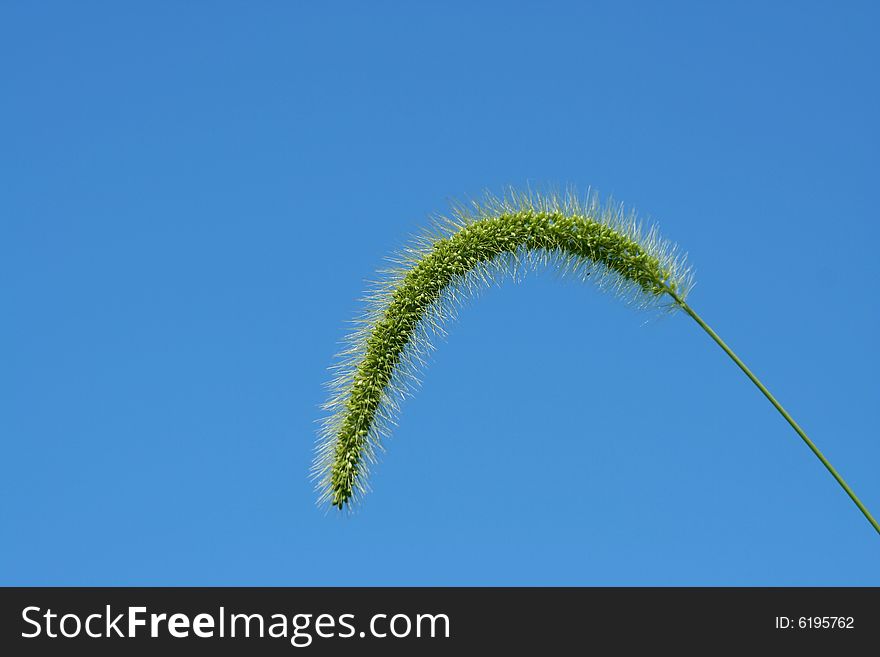 Giant Foxtail Weed Against A Blue Sky