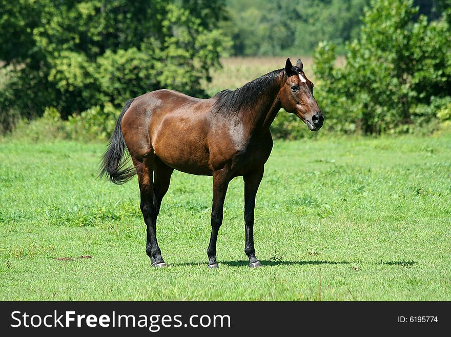 A Brown horse in a green field
